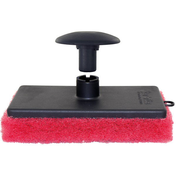 Star brite mushroom, Medium