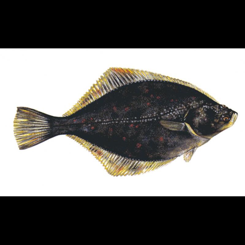 Plaice twine 45m 0.28 70mm